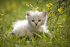 Ragdoll Kitten