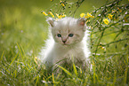 Ragdoll Kitten