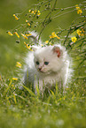 Ragdoll Kitten