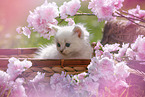 Ragdoll Kitten