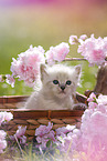 Ragdoll Kitten