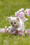 Ragdoll Kitten