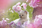 Ragdoll Kitten