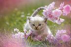 Ragdoll Kitten