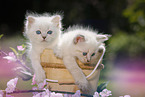 2 Ragdoll Kitten