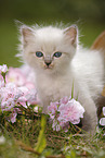 Ragdoll Kitten