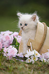 Ragdoll Kitten