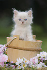 Ragdoll Kitten