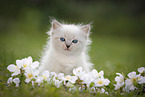 Ragdoll Kitten