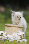 Ragdoll Kitten