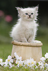 Ragdoll Kitten