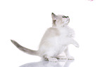 Ragdoll Kitten