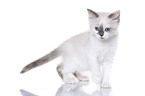 Ragdoll Kitten