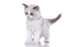 Ragdoll Kitten