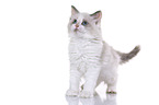 Ragdoll Kitten