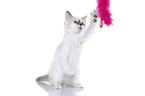Ragdoll Kitten
