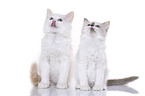 Ragdoll Kitten