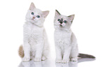 Ragdoll Kitten