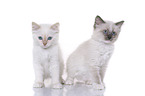 Ragdoll Kitten