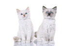 Ragdoll Kitten