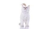 Ragdoll Kitten