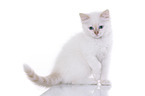 Ragdoll Kitten