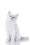 Ragdoll Kitten
