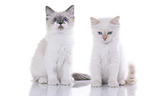 Ragdoll Kitten