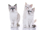 Ragdoll Kitten