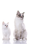 2 Ragdolls