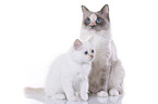 2 Ragdolls