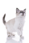 Ragdoll Kitten