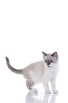 Ragdoll Kitten