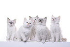 Ragdoll Kitten