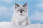 Ragdoll Kitten