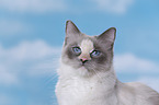 Ragdoll Portrait