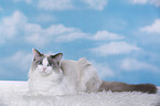 lying Ragdoll