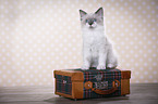 Ragdoll Kitten