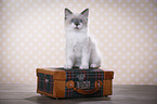 Ragdoll Kitten