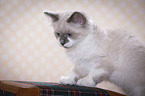 Ragdoll Kitten