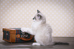 Ragdoll Kitten