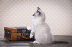 Ragdoll Kitten