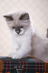 Ragdoll Kitten