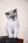 Ragdoll Kitten
