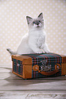 Ragdoll Kitten