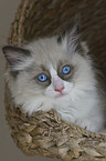 Ragdoll kitten