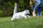 running Ragdoll