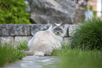 sitting Ragdoll