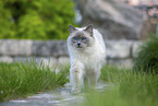 walking Ragdoll