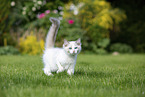 walking Ragdoll